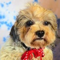 Havanese Puppies Florida Rescue / Florida Havanese Rescue Adoptions ...