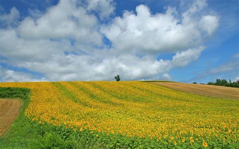 Yellow Grass Field On Ground Under Cloudy Sky Hd Wallpaper Wallpaper Flare