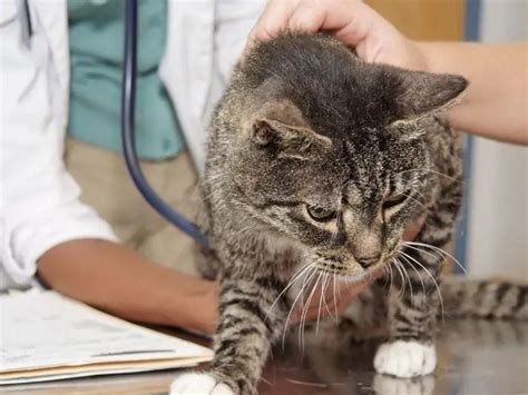 Wie Behandelt Man Eine Bindehautentz Ndung Bei Einer Katze Wilde