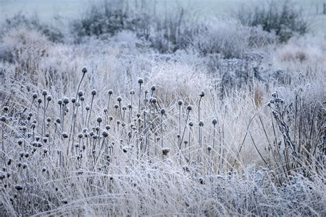 Piet Oudolf Field - Winter | Jason Ingram | Bristol Photographer of Garden, Gardens, Plants ...