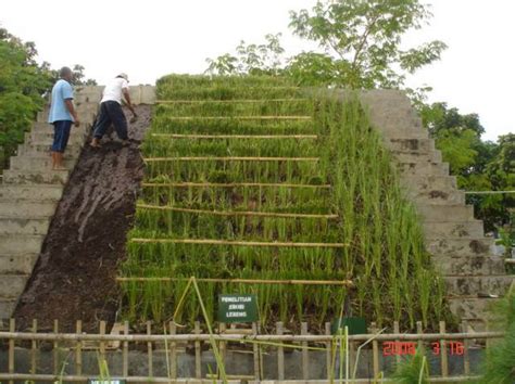 Rumput Vetiver Akar Wangi Tukang Taman Rumput Taman Rumput Gajah Mini