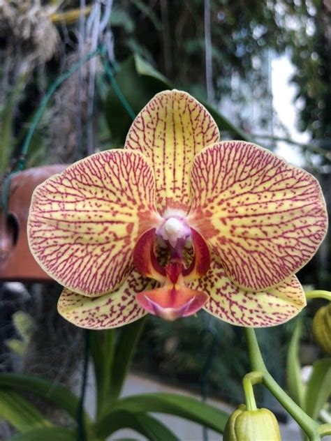 Phalaenopsis Amabilis L Blume Moth Orchid World Flora Pl NtNet