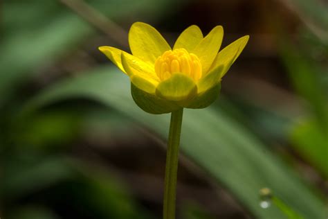 Fotos Gratis Naturaleza Prado Hoja P Talo Florecer Primavera