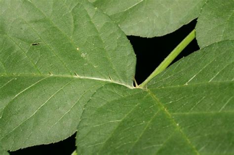 Aralia Spinosa Araliaceae Image At Phytoimages Siu Edu