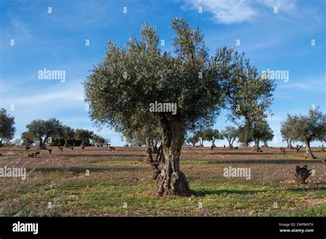 Olive Grove Landscape With Ancient Olive Trees In Spain Stock Photo Alamy