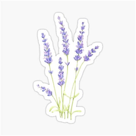 Lavender Flowers Sticker Sticker For Sale By Olivial0624 Redbubble