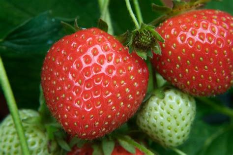 The Best Strawberries To Grow Bbc Gardeners World Magazine