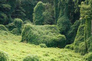 Atlanta Kudzu Removal Experts Remove Kudzu Permanently