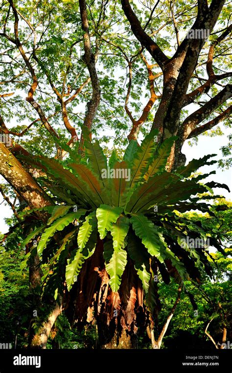 Bird S Nest Fern Found On The Rain Tree In Singapore Botanic Gardens