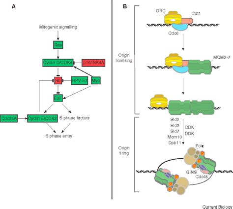 Figure 1 From Dna Replication And Oncogene Induced Replicative Stress