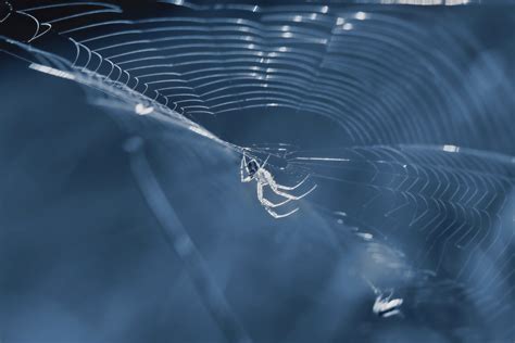 What are the Most Common House Spiders? - Delving Pest Control