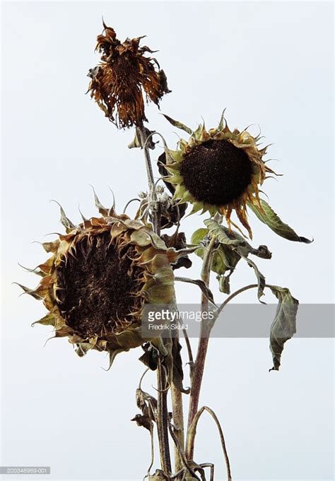 Stock Photo Dead Sunflowers Helianthus Annuus Autumn Plant