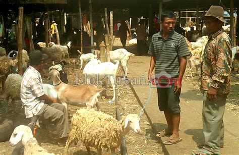 Jelang Idul Adha Harga Kambing Di Pasar Hewan Mahal