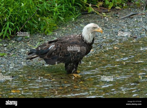 Bald Eagle Haliaeetus Leucocephalus At Fish Creek Hyder Tongass