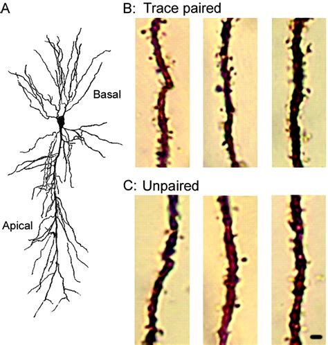 Apical Dendrite