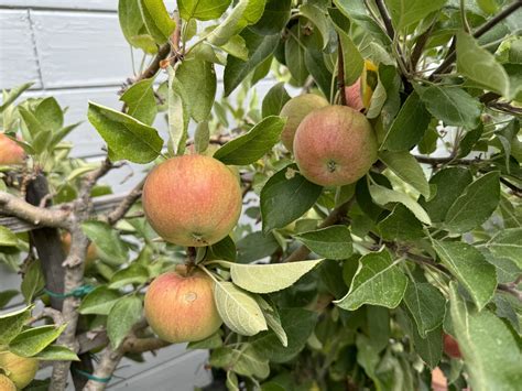 I shot over 200 photos with the Google Pixel Pro 9 vs iPhone 15 Pro