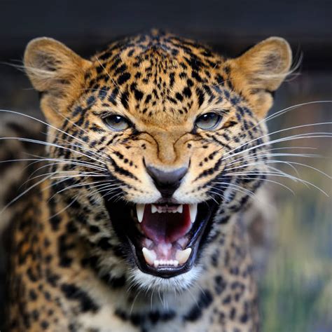 1,100+ Jaguar Teeth Stock Photos, Pictures & Royalty-Free Images - iStock