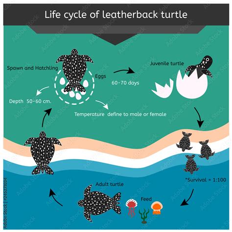 Leatherback Sea Turtle Life Cycle