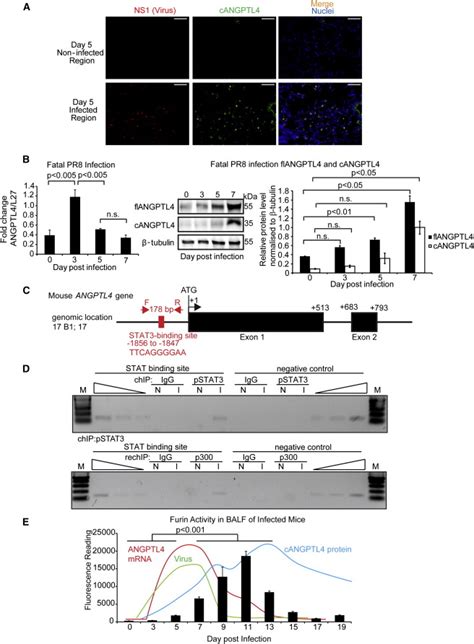 ANGPTL4 Expression Is Regulated By A STAT3 Mediated Mechanism