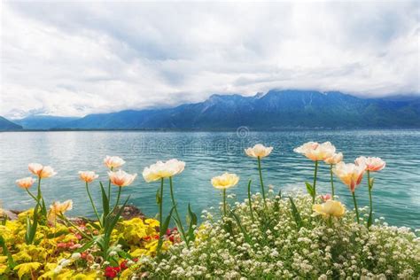 Springtime At Geneva Lake Montreux Switzerland Stock Photo Image Of