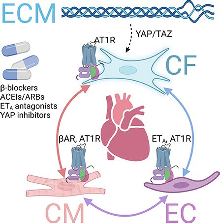 Frontiers Targeting Gpcrs To Treat Cardiac Fibrosis