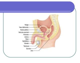 Material De Apoyo Presentacion Organos Sexuales Y Reproduc Ppt