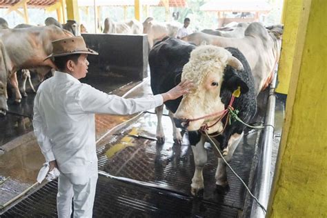 Dedi Mulyadi Siap Kurbankan Sapi Jumbo Seberat 1 Ton Peliharaannya Pada