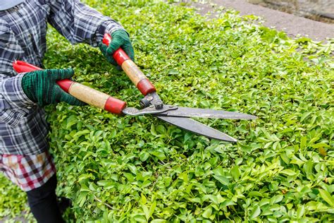 Bush Trimming & Removal - Halter Landscaping | Reading