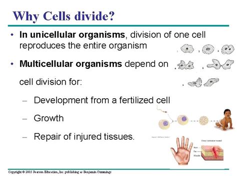 Why Cells Divide In Unicellular Organisms Division Of