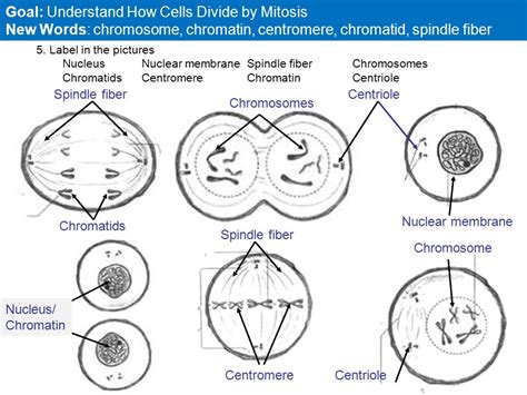 Unit Mitosis And Meiosis Diagram Quizlet Lupon Gov Ph