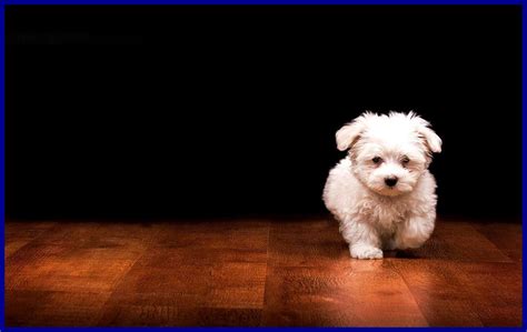 Cute Dog Wallpapers HD - Wallpaper Cave