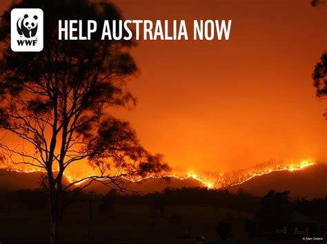 Donate to Support WWF's Response to Australia's Wildfires - GlobalGiving