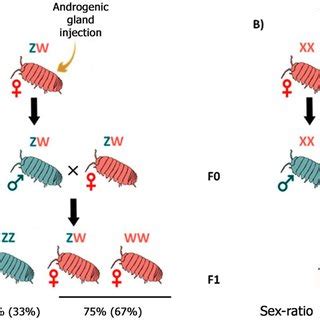 PDF Diversity And Evolution Of Sex Determination Systems In