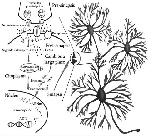 Localización De Los Neurotransmisores Receptores Enzimas Y Elementos Download Scientific