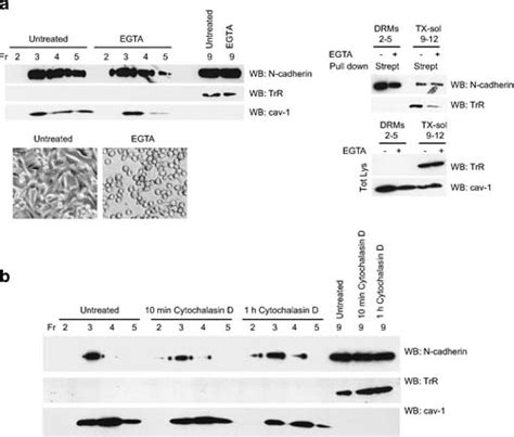 Disruption Of Cellcell Junctions And Of The Actin Cytoskeleton Does