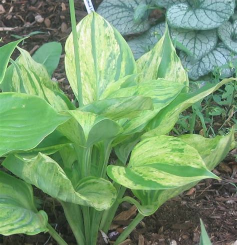 1000+ images about Hostas love shade on Pinterest | Gardens, Shade ...