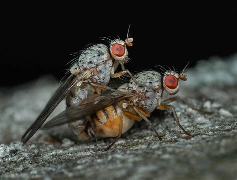 7681 Fotos Y Imágenes De Parasitos Gratis · Banco De Fotos Gratis