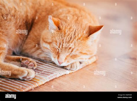 Tabby Cat Curled Up Sleeping High Resolution Stock Photography And