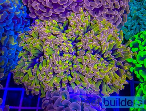 Orange Tip Hammer Coral At ReefStock Australia East Vs West Coast