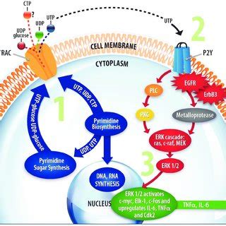 Proposed auto/paracrine pathway by which pyrimidines activate mitogenic ...