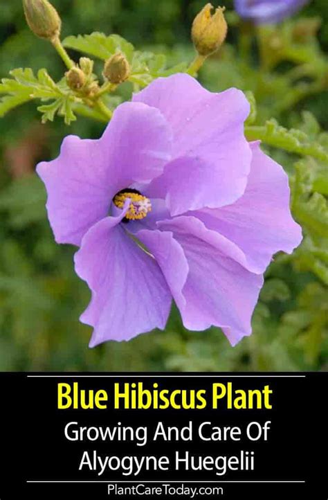 Blue Hibiscus Plant How To Grow And Care For Alyogyne Huegelii