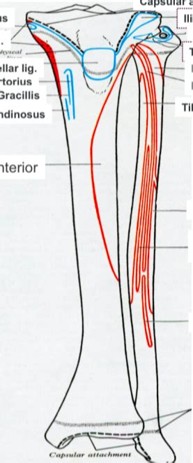 ANt Diagram | Quizlet