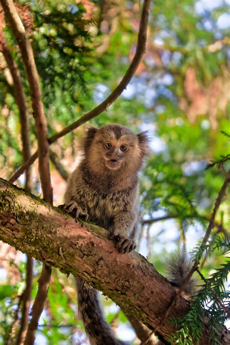 Close-up of a Tamarin Monkey · Free Stock Photo