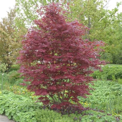 Acer Palmatum Trompenburg Fächerahorn Bestellen