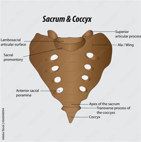 Sacrum And Coccyx Labeled Diagram Vector Drawing Stock Vector Adobe Stock