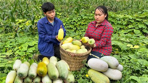 Sua Hand Heals Again Together We Harvest The Melon Garden And Sell It