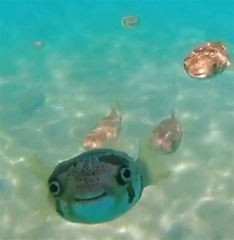 Happy Fish - Smiling Puffer Fish Meme