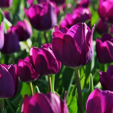 Tulipa Attila Bulb With Violet Flowers Turning To Purple And Pink