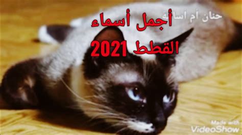 أسماء قطط ذكور وإناث 2021 Youtube