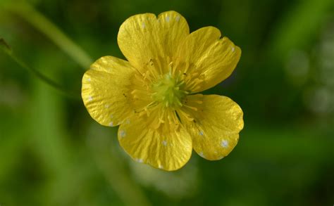 Hispid Buttercup - Watching for WildflowersWatching for Wildflowers